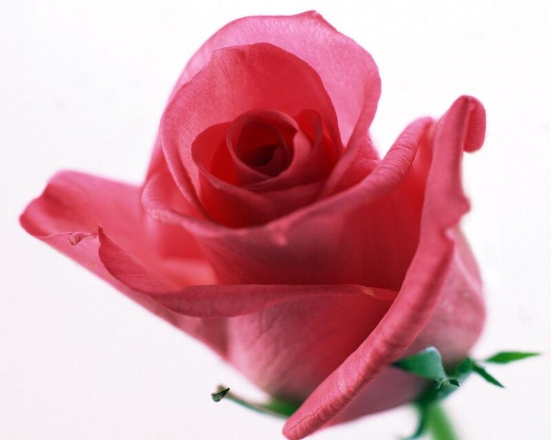 close-up of a pink rose