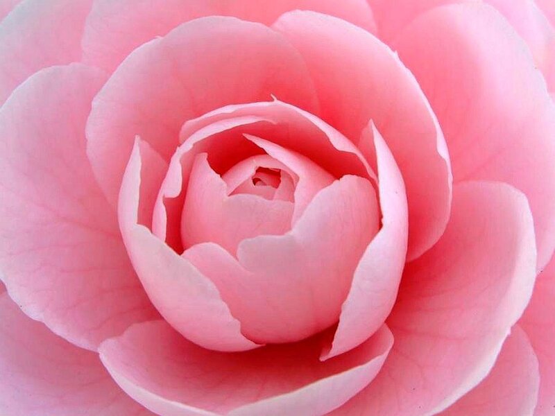 Close-up of a pink rose