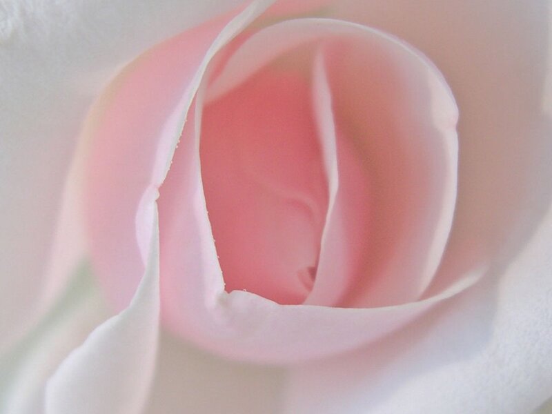 Close-up of a pink rose