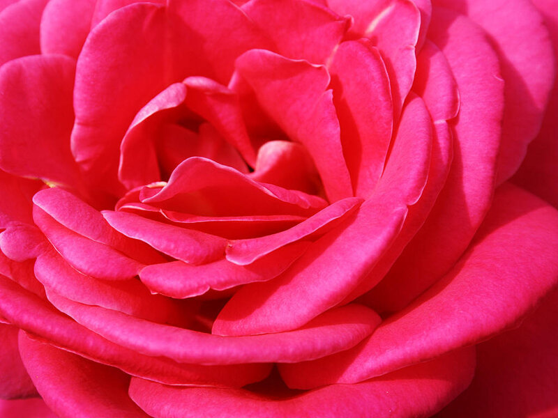 Close-up of a pink rose