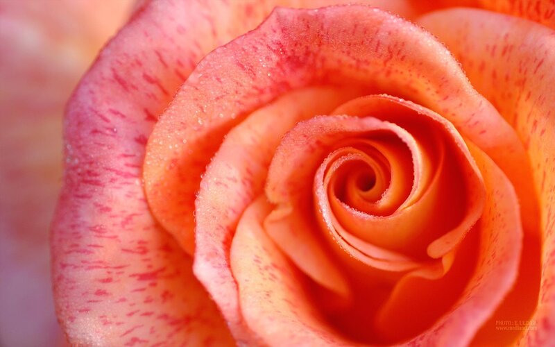 Close-up of a pink rose
