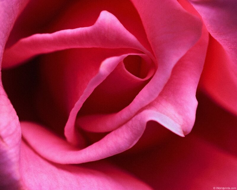 Close-up of a pink rose