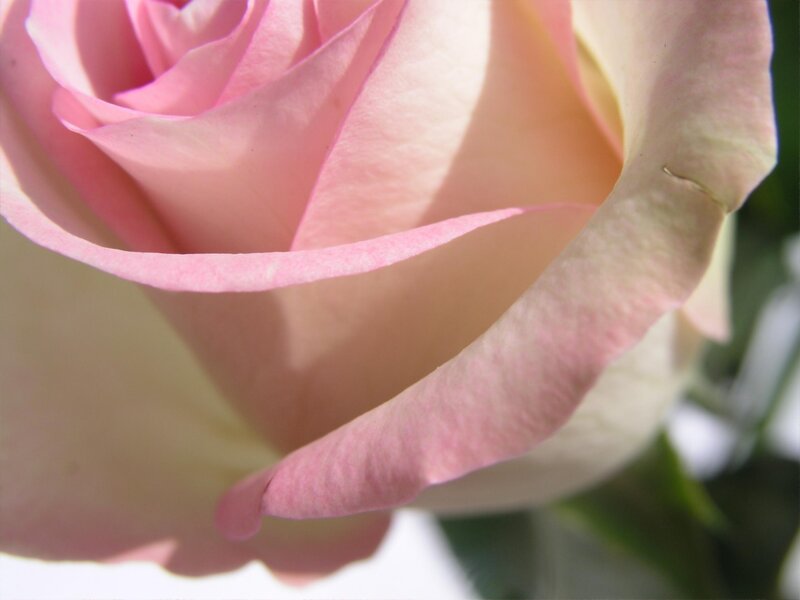 Close-up of a pink rose