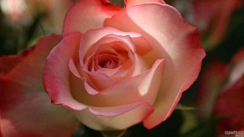 close-up of a pink rose