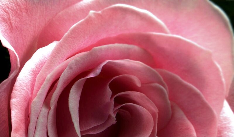 Close-up of a pink rose