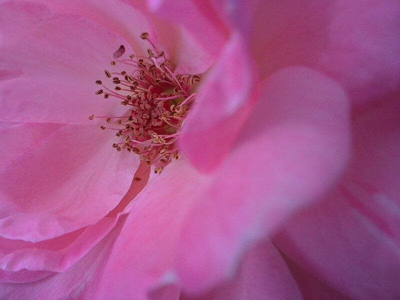 Close-up of a pink rose