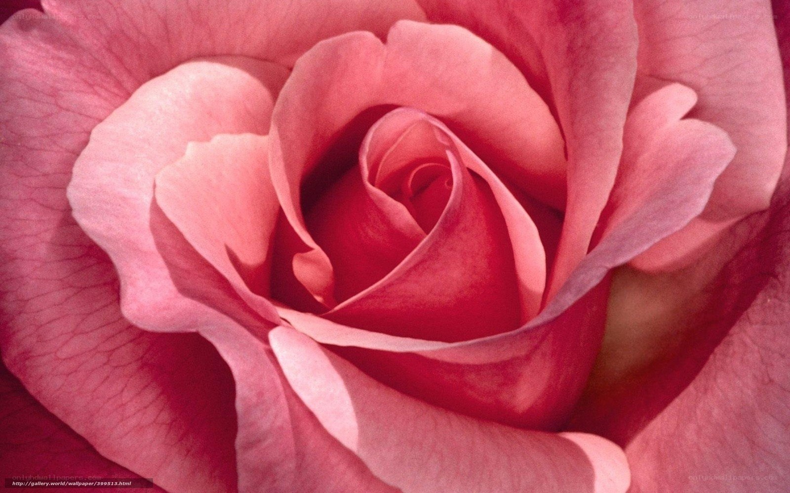 Close-up of a pink rose