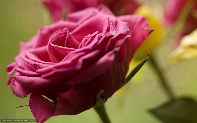 Close-up of a pink rose