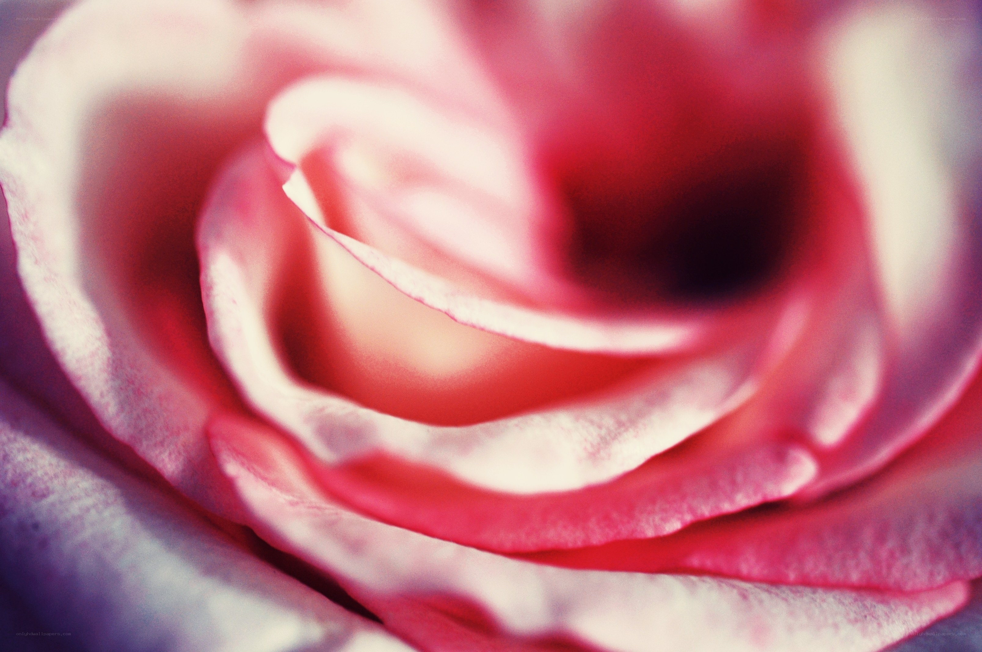 Close-up of a pink rose