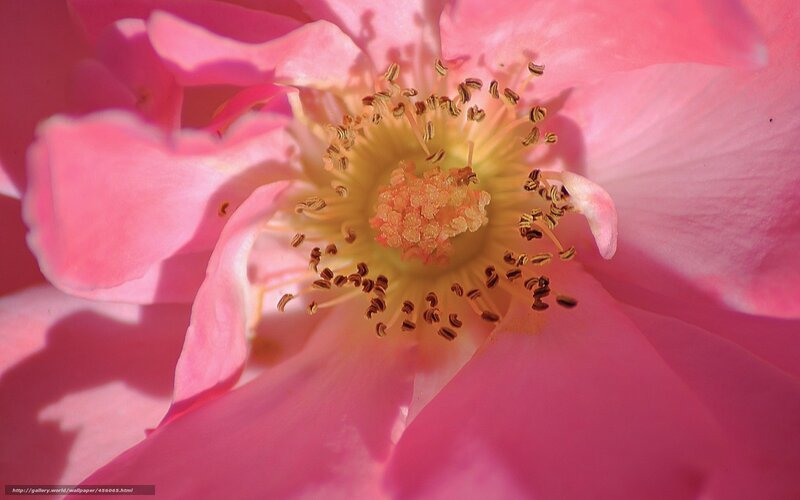 Close-up of a pink rose