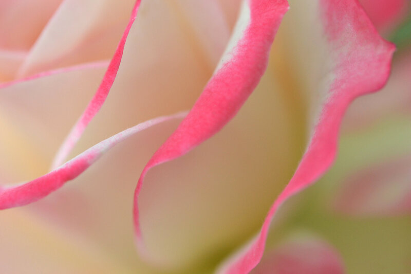 close-up of a pink rose