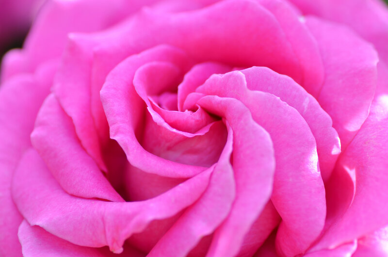 Close-up of a pink rose