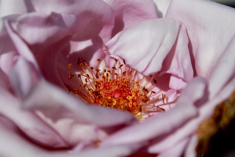 Close-up of a pink rose