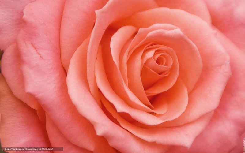 Close-up of a pink rose