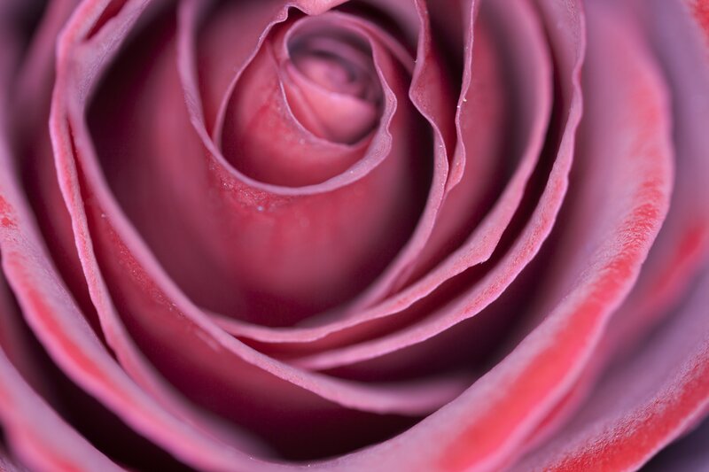 Close-up of a pink rose