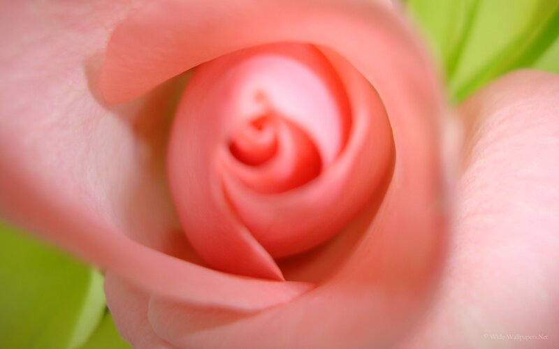 close-up of a pink rose