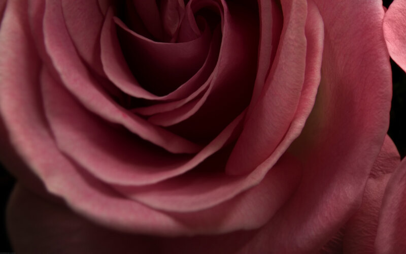 Close-up of a pink rose