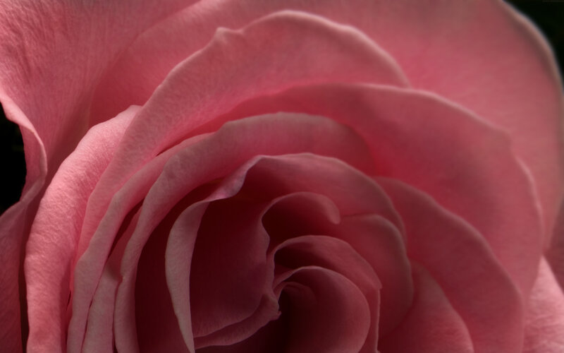 Close-up of a pink rose