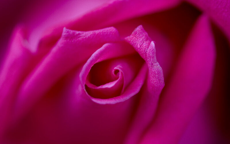 close-up of a pink rose