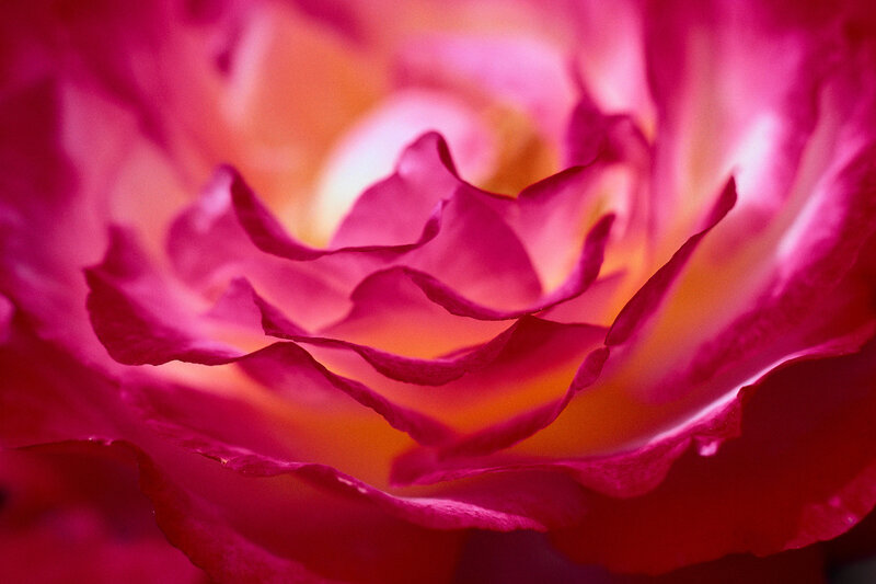 Close-up of a pink rose