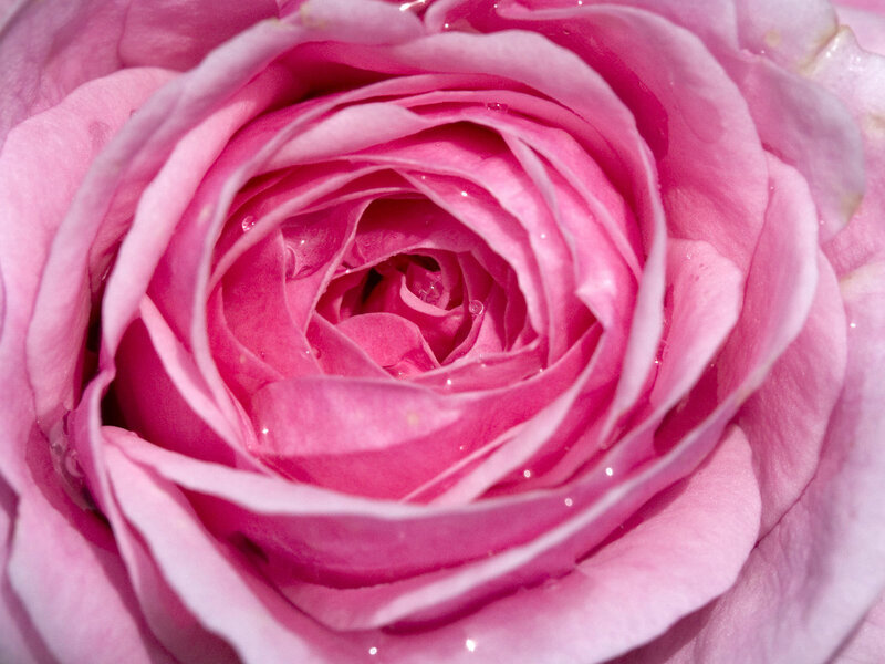 Close-up of a pink rose
