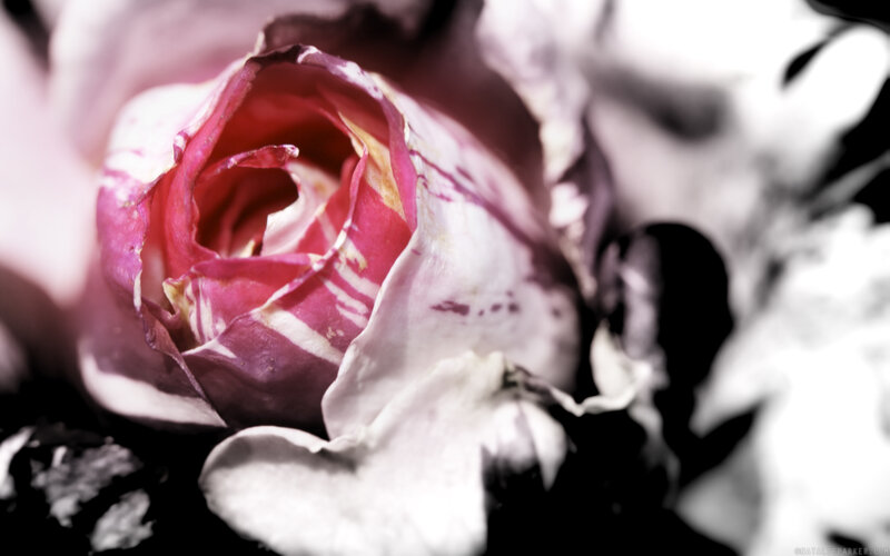 close-up of a pink rose