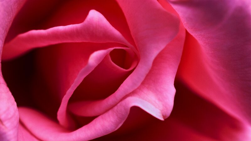 close-up of a pink rose