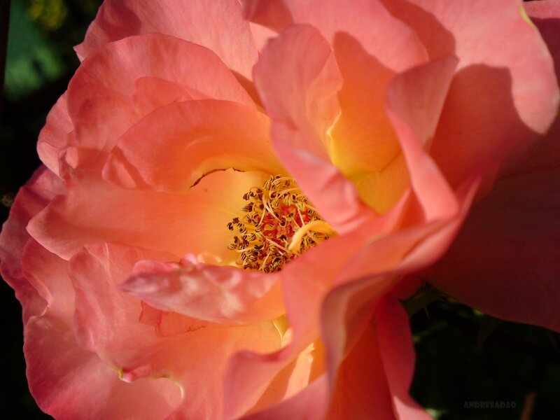 Close-up of a pink rose