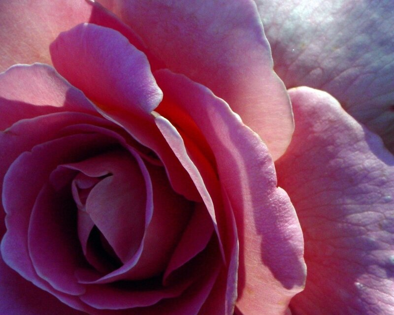 Close-up of a pink rose