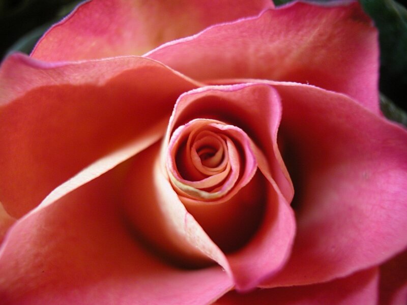 Close-up of a pink rose