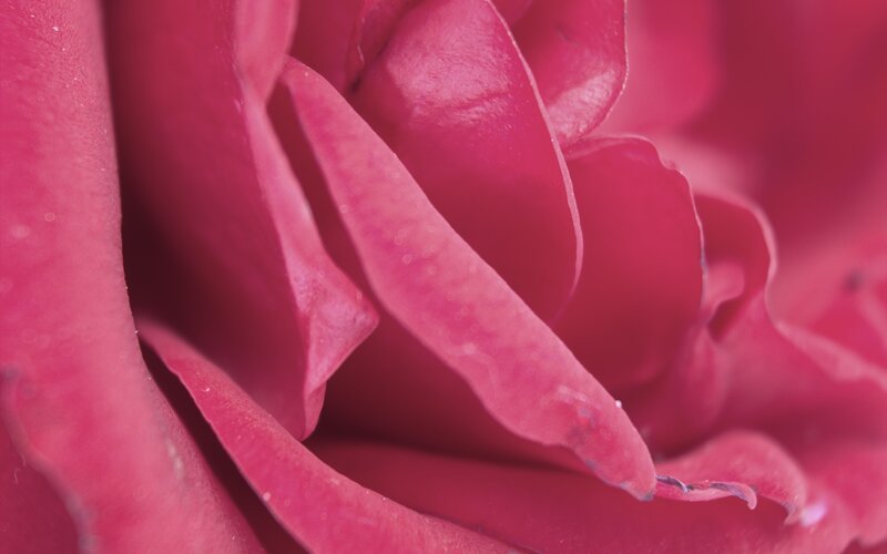 Close-up of a pink rose