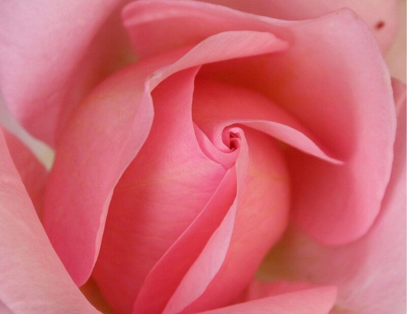 Close-up of a pink rose