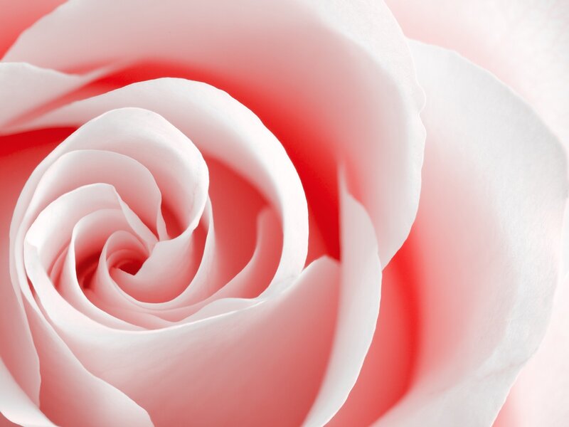 Close-up of a pink rose