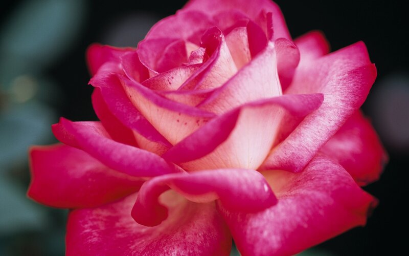 Close-up of a pink rose