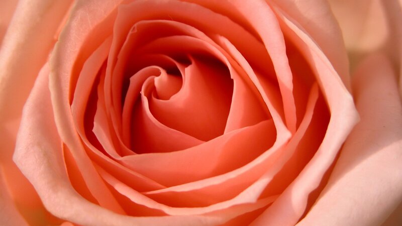 close-up of a pink rose