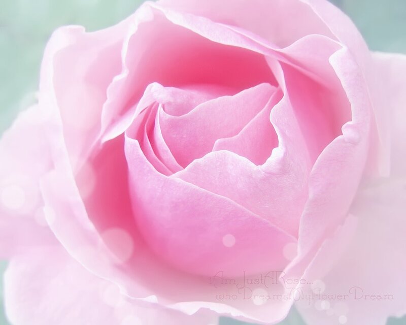Close-up of a pink rose