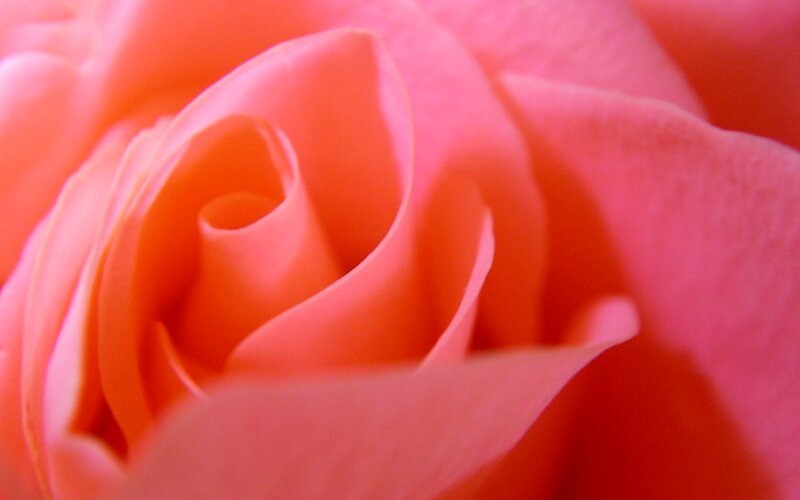 Close-up of a pink rose