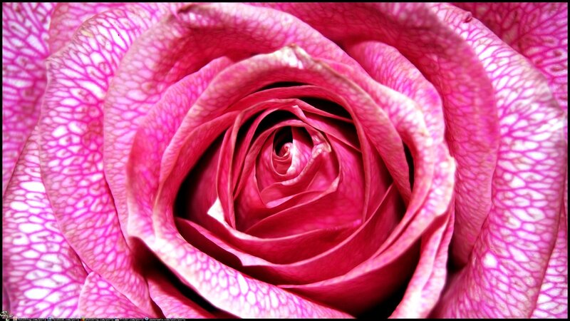Close-up of a pink rose