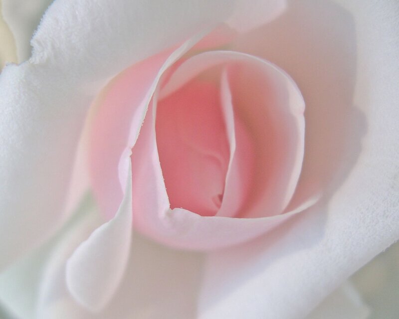 Close-up of a pink rose