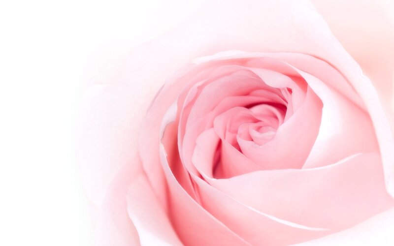 close-up of a pink rose