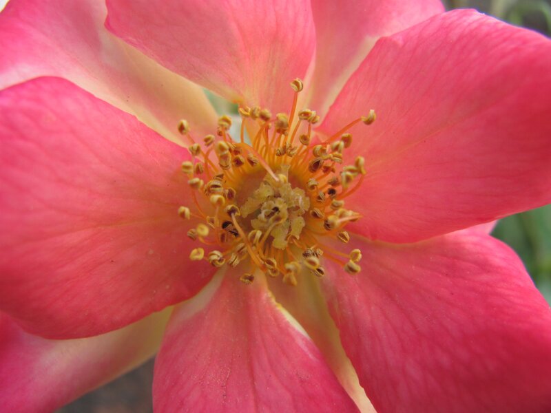 close-up of a pink rose