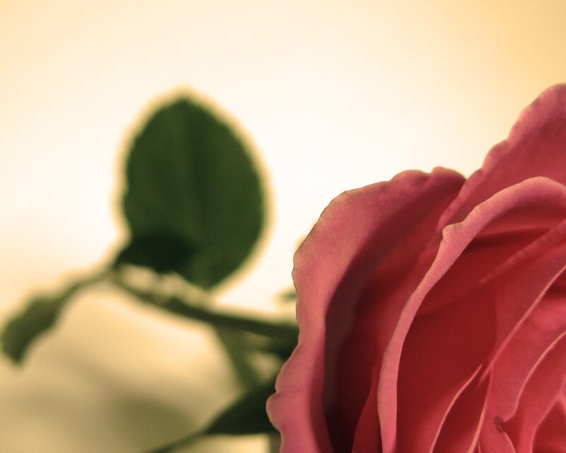 close-up of a pink rose