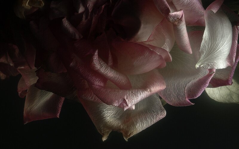 Close-up of a pink rose
