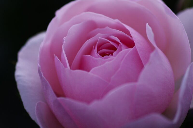 close-up of a pink rose