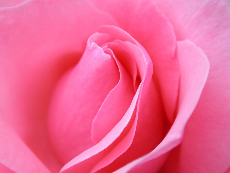 Close-up of a pink rose