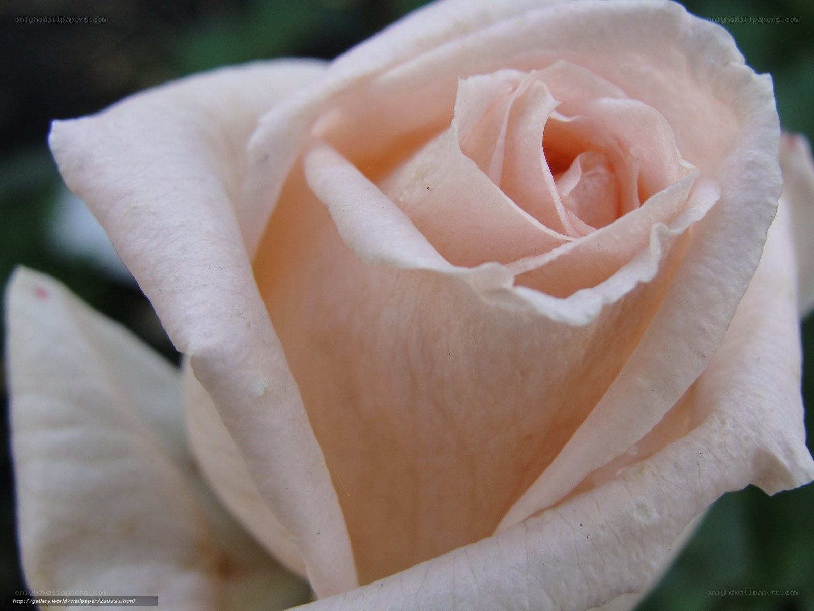 Close-up of a pink rose