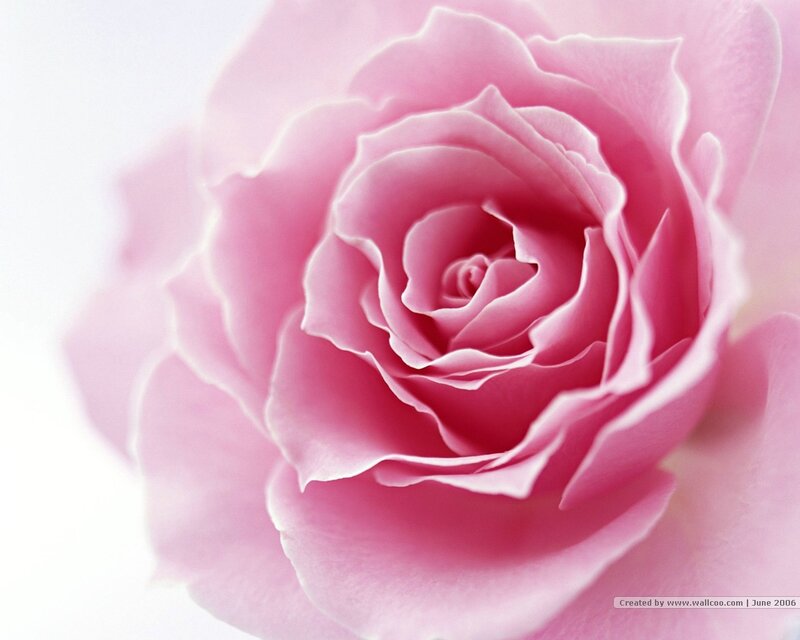 Close-up of a pink rose
