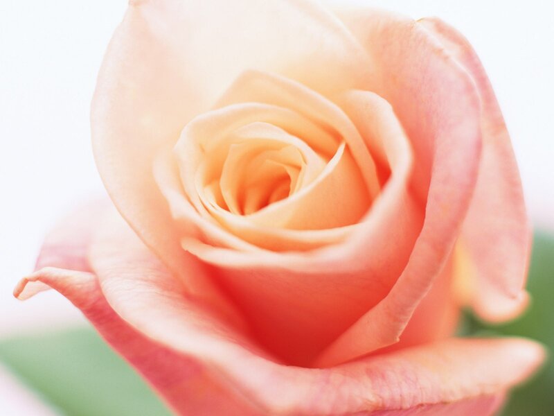 Close-up of a pink rose