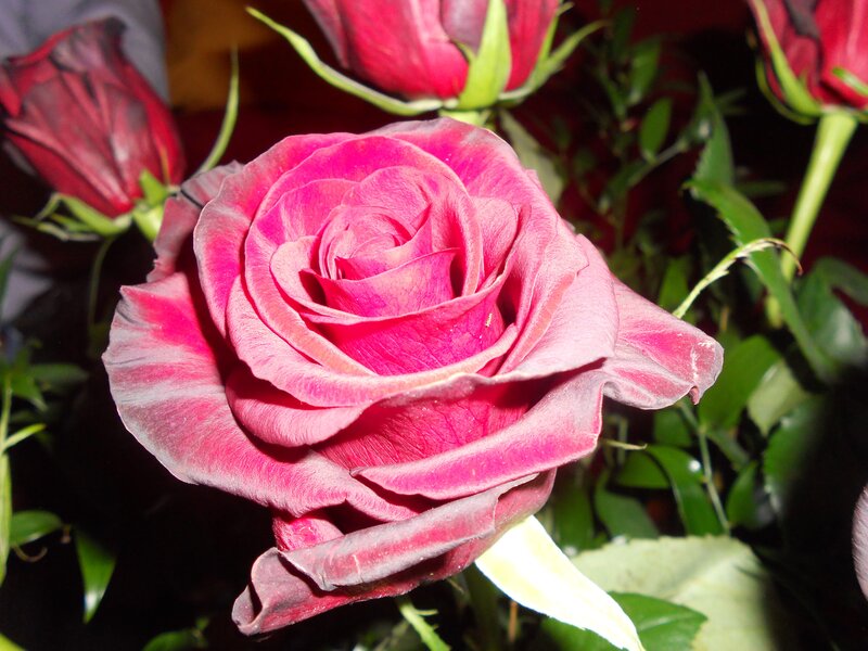 close-up of a pink rose