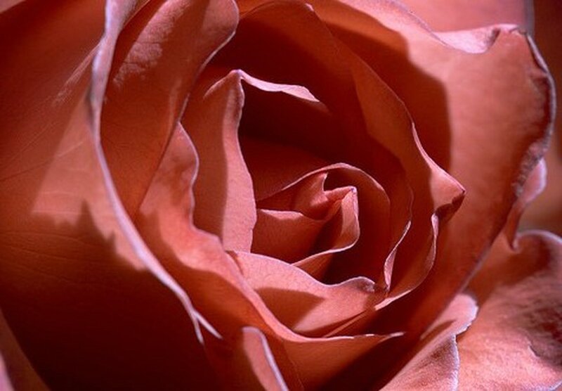 Close-up of a pink rose